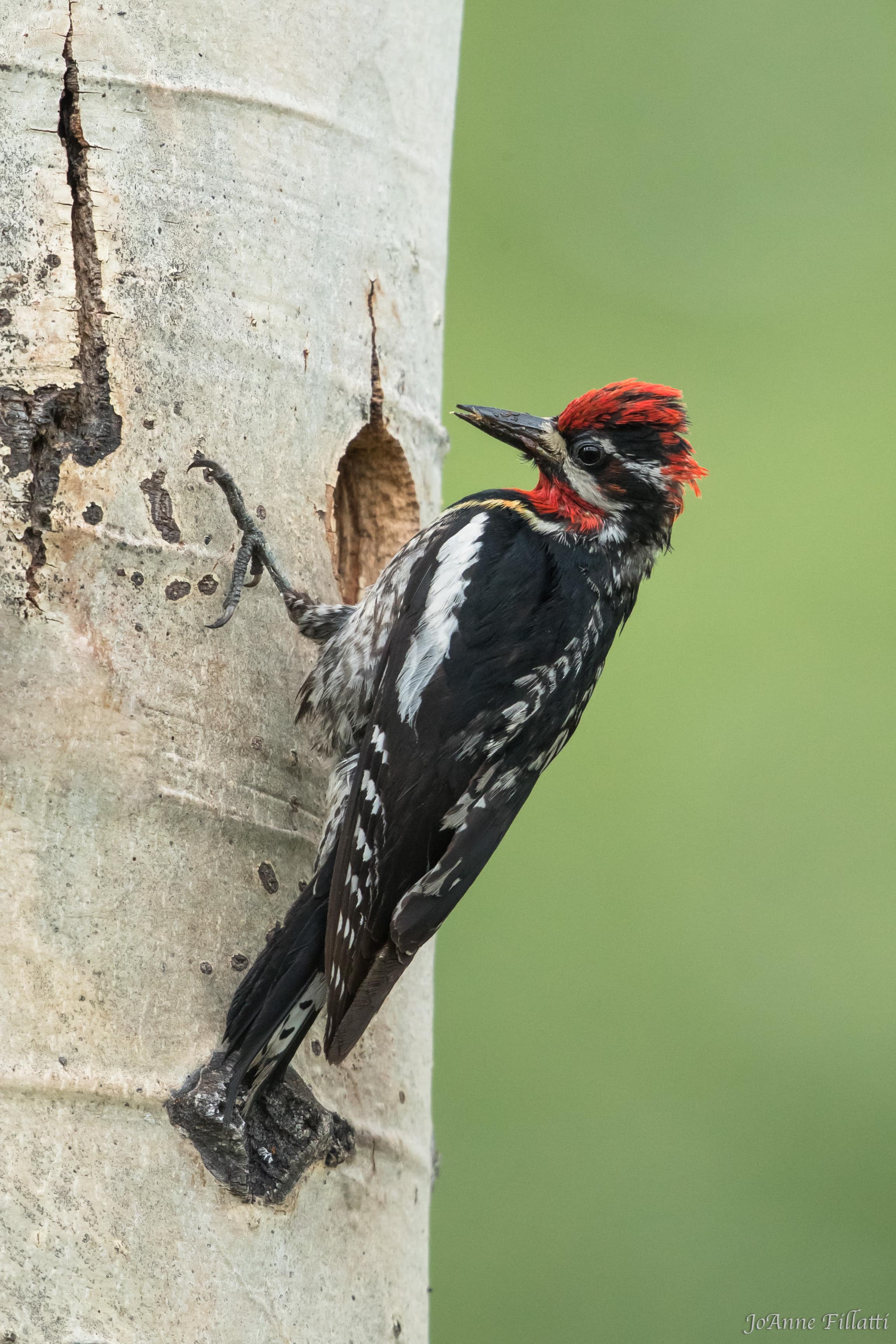 bird of british columbia image 42